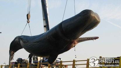 鲸鱼爆炸图片