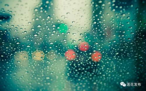 小雨照片,小雨中的美好时光